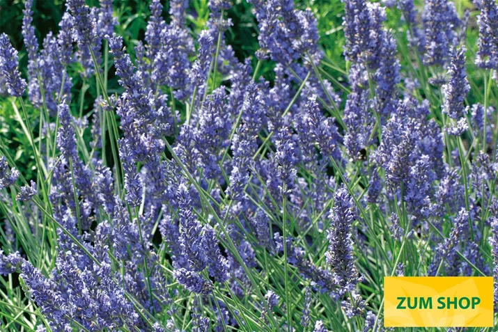 BIO-Lavendel-Grosso-Volmary.jpg