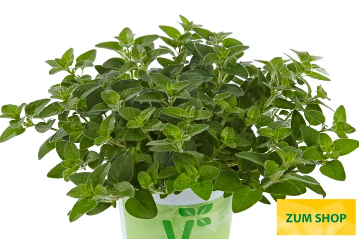 BIO-Oregano-Margeritha-Volmary.jpg