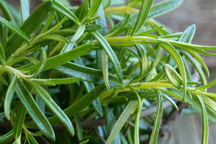 Jeunes plants biologiques Volmary.jpg