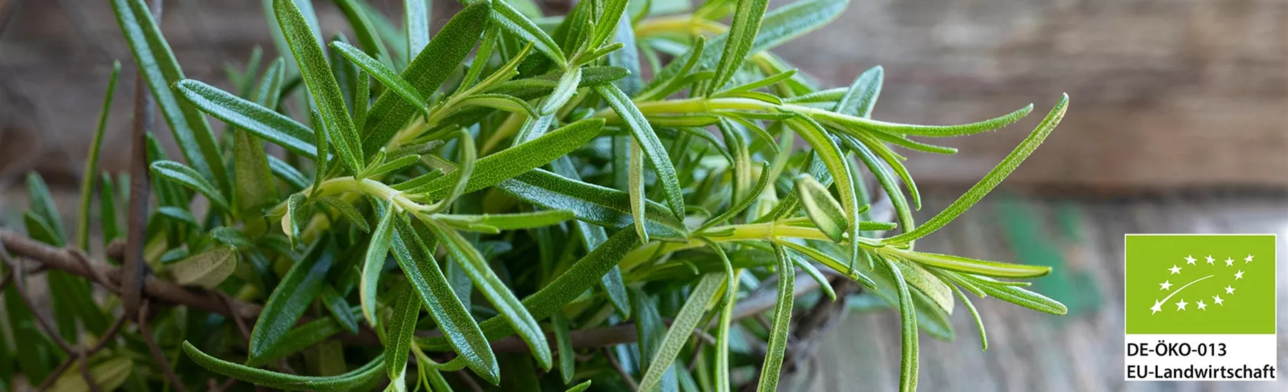 Volmary organic herb seedlings.jpg