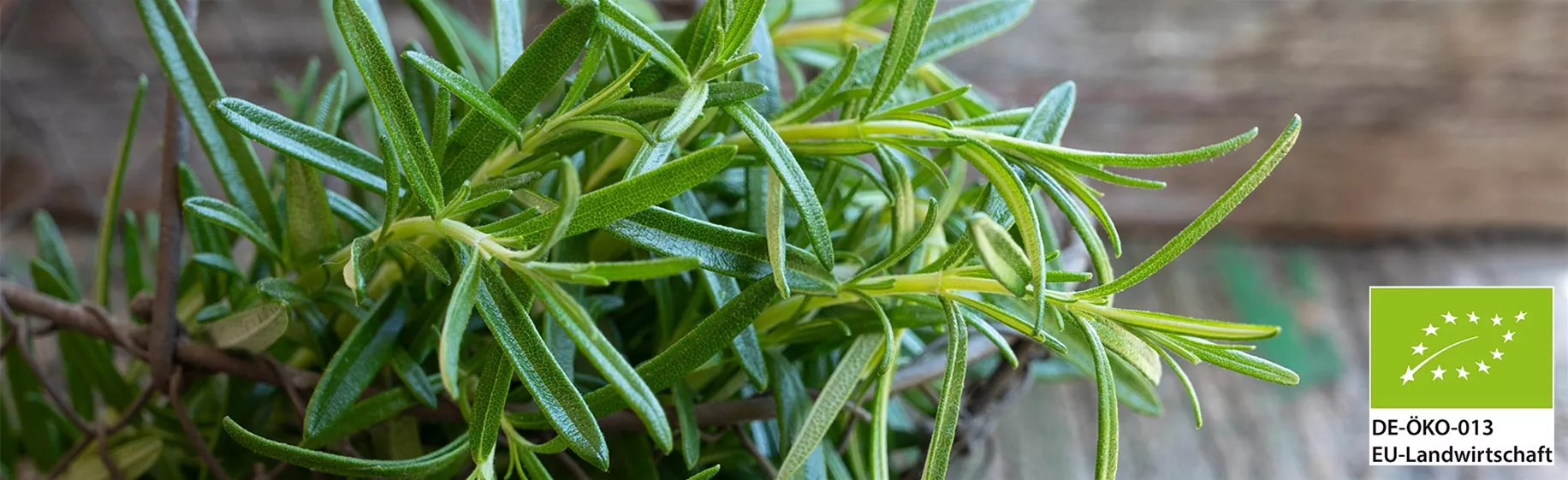 Jeunes plants biologiques Volmary.jpg