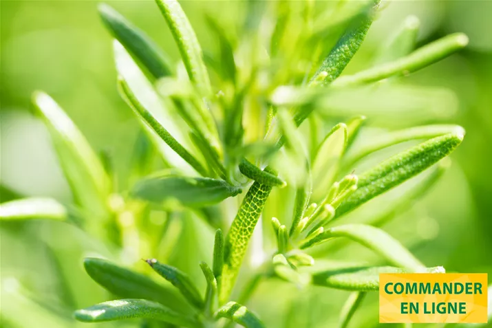 Gourmet-Romarin-AbraxMaxx-Volmary.jpg Gourmet-Romarin-AbraxMaxx-Volmary.jpg