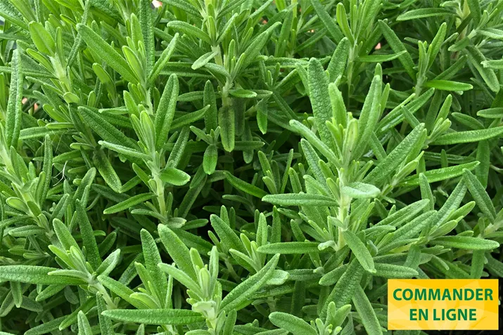 Winter-Romarin-Britania-Compact_Volmary.jpg Winter-Romarin-Britania-Compact_Volmary.jpg