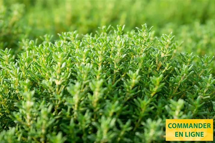 Romarin_Fredo_Volmary.jpg Romarin_Fredo_Volmary.jpg