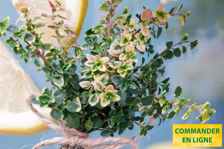 Thym-Citron-Summerdrams-Volmary.jpg Thym-Citron-Summerdrams-Volmary.jpg