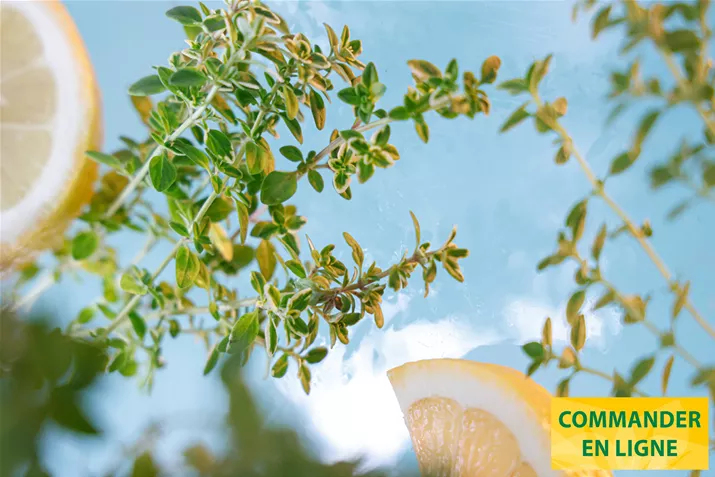 Thym-Citron-Lemon-Gold-Volmary.jpg Thym-Citron-Lemon-Gold-Volmary.jpg