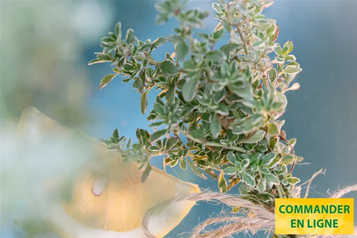 Thym-Citron-Lemon-Silver-Volmary.jpg Thym-Citron-Lemon-Silver-Volmary.jpg