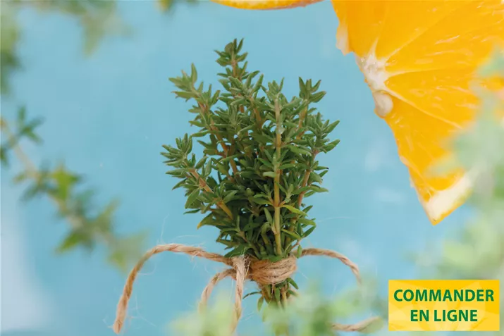 Thym-Orange-Summerdrams-Volmary.jpg Thym-Orange-Summerdrams-Volmary.jpg