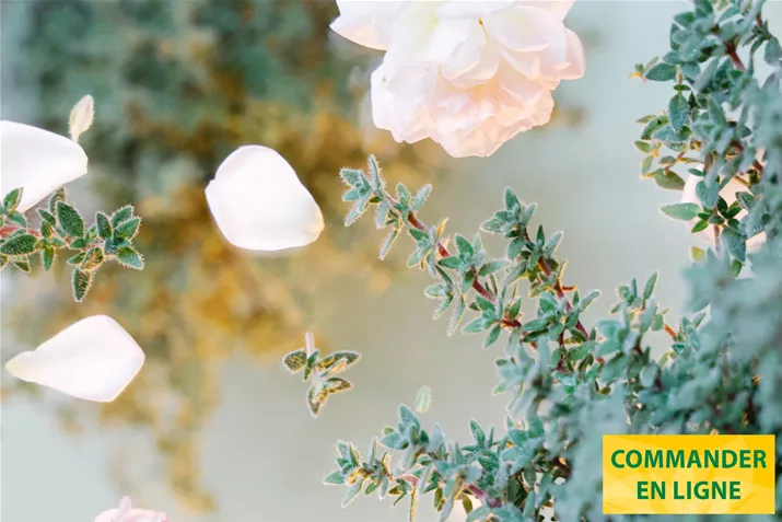 Thym-Rose-Summerdreams-Volmary.jpg Thym-Rose-Summerdreams-Volmary.jpg