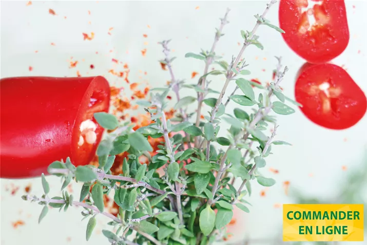 Thym-Piment-Spicy-Volmary.jpg Thym-Piment-Spicy-Volmary.jpg