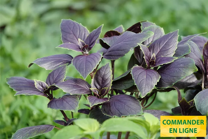 Feuilles-de-basilic-Volmary.jpg Feuilles-de-basilic-Volmary.jpg