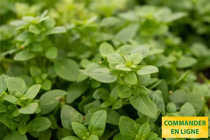 Feuilles-de-basilic-Petite-Green-Volmary.jpg Feuilles-de-basilic-Petite-Green-Volmary.jpg