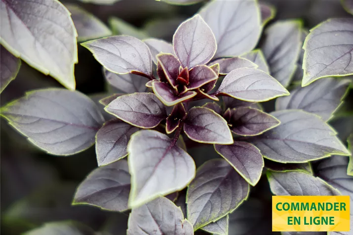 Feuilles-de-basilic-Petite-Red-Volmary.jpg Feuilles-de-basilic-Petite-Red-Volmary.jpg