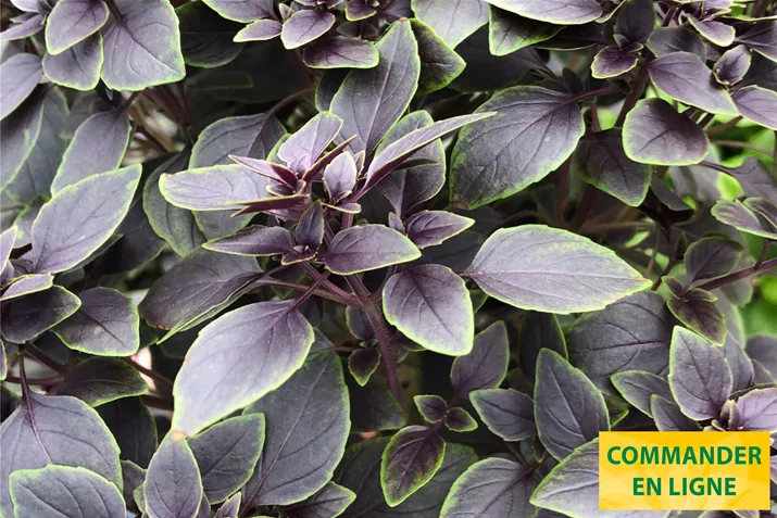 Feuilles-de-basilic-petite-red-green-sahdes-Volmary.jpg Feuilles-de-basilic-petite-red-green-sahdes-Volmary.jpg