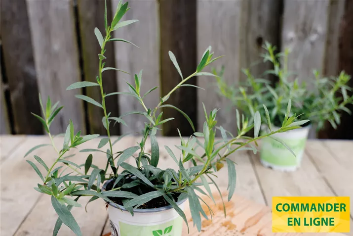 Estragon-Francais-Vienco-Volmary.jpg Estragon-Francais-Vienco-Volmary.jpg