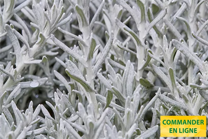 Herbe-au-Curry-Tikka-Volmary.jpg Herbe-au-Curry-Tikka-Volmary.jpg