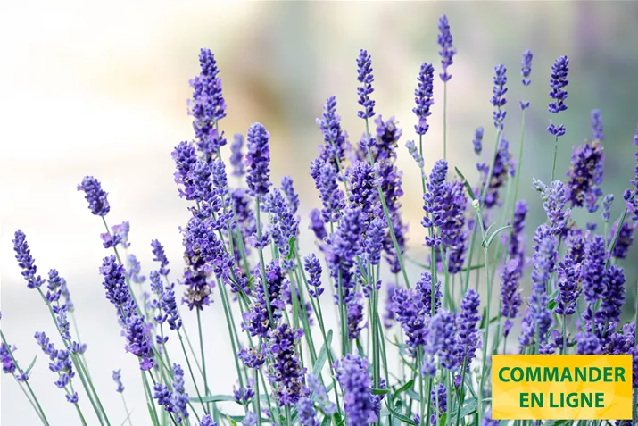 Lavanda-parfumee-Impressa-Volmary.jpg Lavanda-parfumee-Impressa-Volmary.jpg