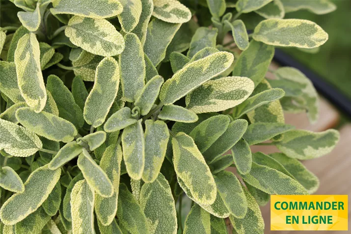 Sauge-Mandala-Gold-Volmary.jpg Sauge-Mandala-Gold-Volmary.jpg