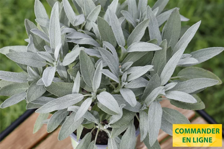 Sauge-Mandala-Silver-Volmary.jpg Sauge-Mandala-Silver-Volmary.jpg