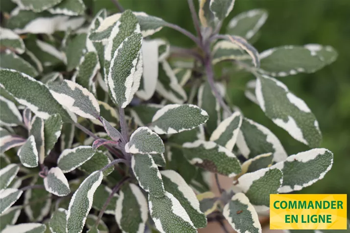 Sauge-Mandala-Tricolor-Volmary.jpg Sauge-Mandala-Tricolor-Volmary.jpg