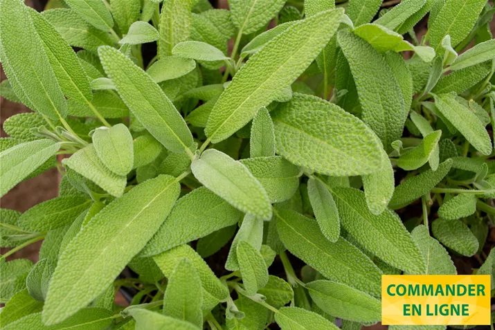 Sauge-Evita-Strong-Volmary.jpg Sauge-Evita-Strong-Volmary.jpg