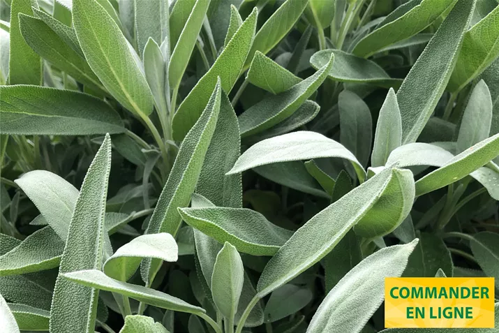 Sauge-Evita-Compact-Volmary.jpg Sauge-Evita-Compact-Volmary.jpg