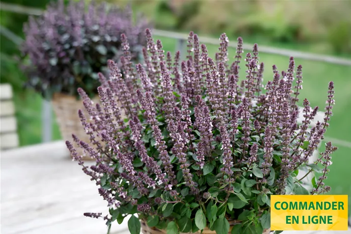 Basilic-Belmona-Purple-Volmary.jpg Basilic-Belmona-Purple-Volmary.jpg