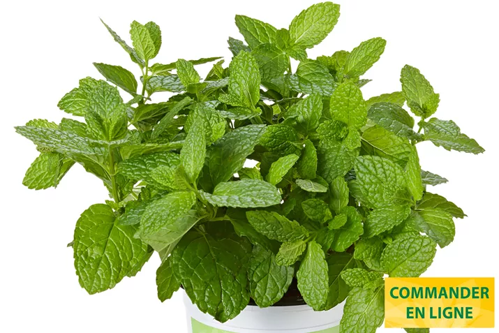 Menthe-Casablanca-Volmary.jpg Menthe-Casablanca-Volmary.jpg