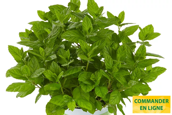 Menthe-Garden-Mint-Volmary.jpg Menthe-Garden-Mint-Volmary.jpg