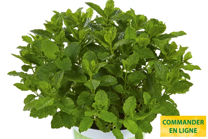 Menthe-Marokko-Volmary.jpg Menthe-Marokko-Volmary.jpg