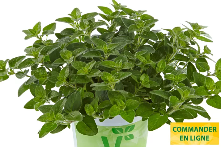 Origan-Margeritha-Volmary.jpg Origan-Margeritha-Volmary.jpg