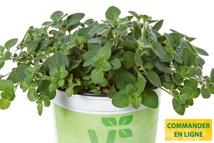 Origan-Poncho-Volmary.jpg Origan-Poncho-Volmary.jpg