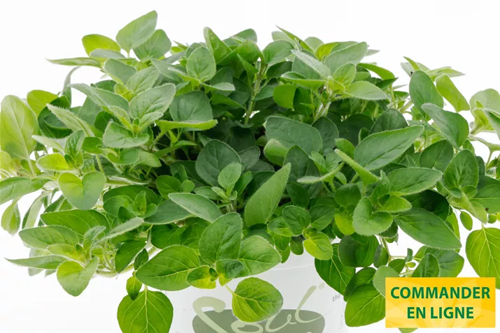 Origan-Vitara-Green-Volmary.jpg Origan-Vitara-Green-Volmary.jpg