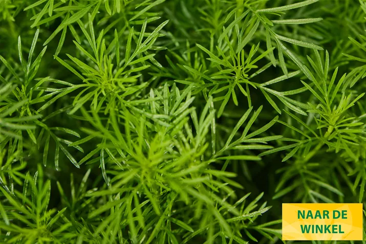 Tagetes-Dropshot-Volmary.jpg Tagetes-Dropshot-Volmary.jpg