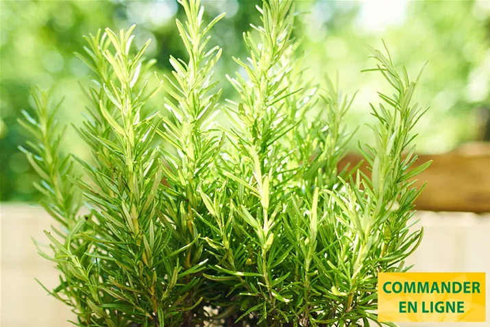 Romarin-Abraxas-Volmary.jpg Romarin-Abraxas-Volmary.jpg