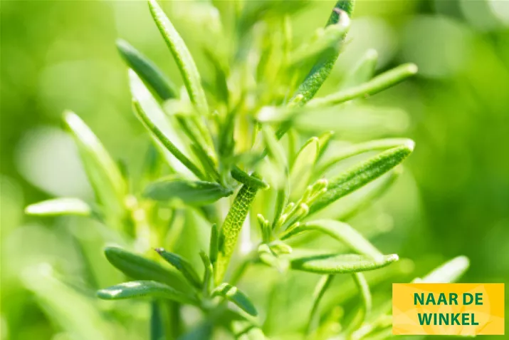 Gourmet-Rozemarijn-AbraxMax-Volmary.jpg Gourmet-Rozemarijn-AbraxMax-Volmary.jpg