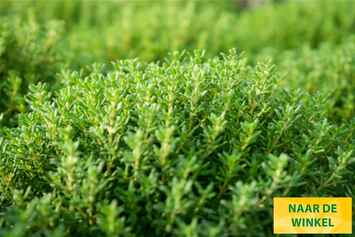 Tijm-Fredo-Volmary.jpg Tijm-Fredo-Volmary.jpg