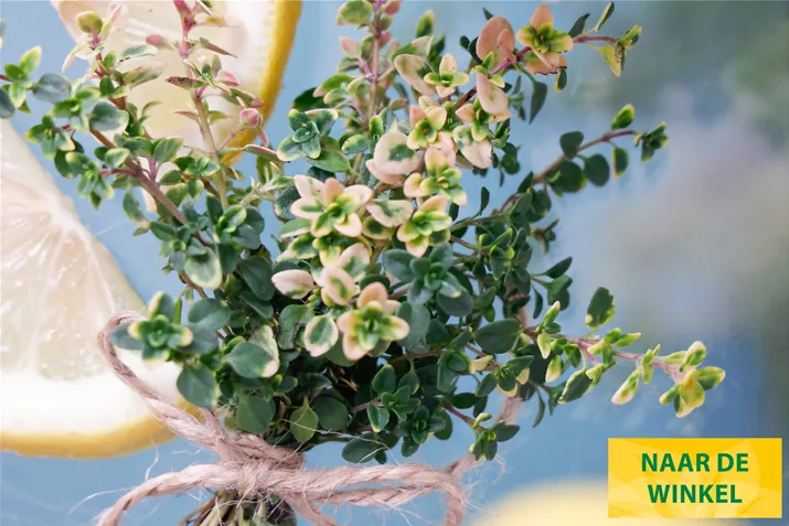 Citroen-Tijm-Lemon-Cascata-Volmary.jpg Citroen-Tijm-Lemon-Cascata-Volmary.jpg