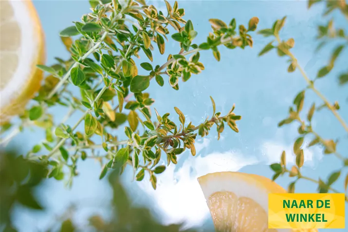 Citroen-Tijm-Lemon-Gold-Volmary.jpg Citroen-Tijm-Lemon-Gold-Volmary.jpg