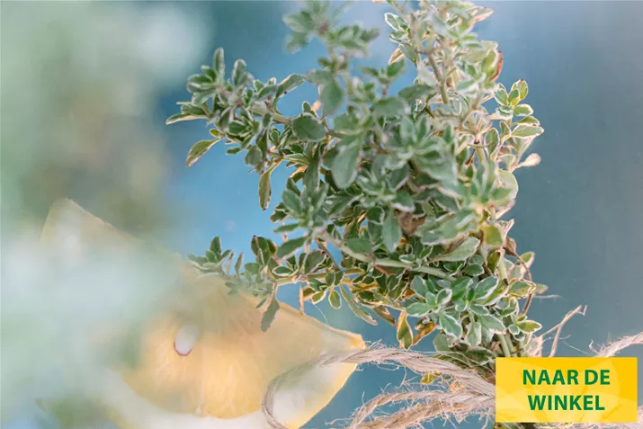 Citroen-Tijm-Lemon-Silver-Volmary.jpg Citroen-Tijm-Lemon-Silver-Volmary.jpg