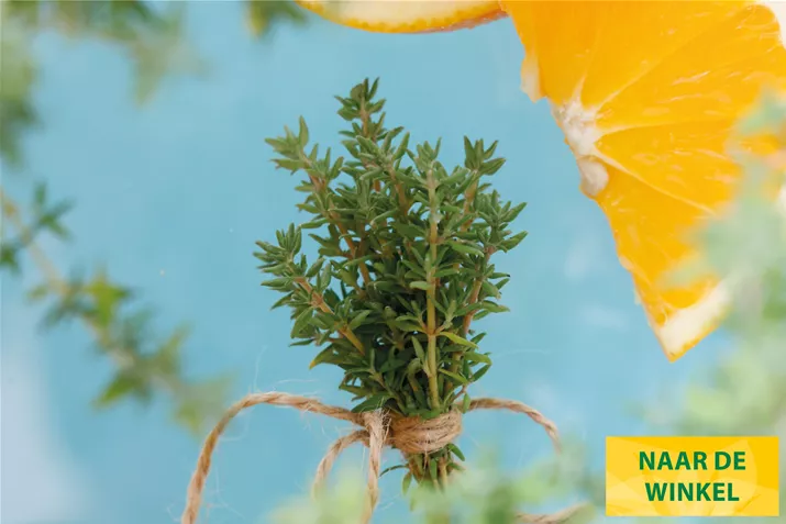 Sinaasappel-Tijm-Orange-Volmary.jpg Sinaasappel-Tijm-Orange-Volmary.jpg