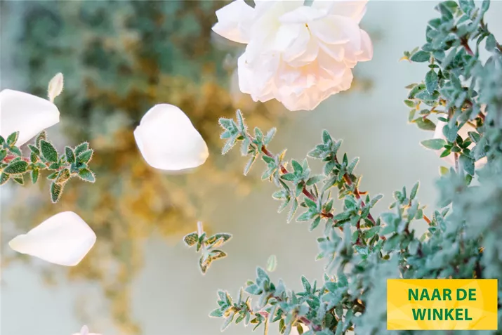 Rozen-Tijm-Rose-Volmary.jpg Rozen-Tijm-Rose-Volmary.jpg