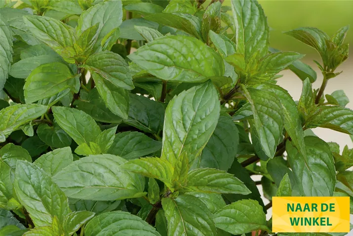 Chocolademunt-Chocolate-Intense-Volmary.jpg Chocolademunt-Chocolate-Intense-Volmary.jpg