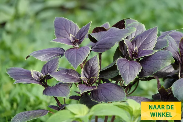 Basilicum-Blaadjes-Copa-Red-Green-Shades-Volmary.jpg Basilicum-Blaadjes-Copa-Red-Green-Shades-Volmary.jpg