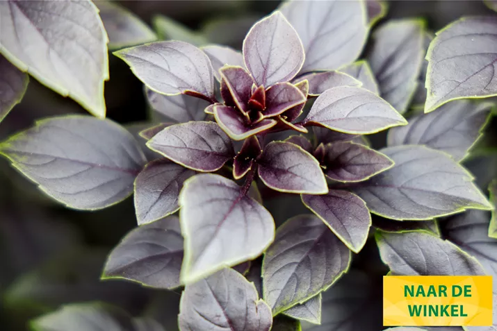 Basilicum-Blaadjes-Copa-Petite-Red-Volmary.jpg Basilicum-Blaadjes-Copa-Petite-Red-Volmary.jpg