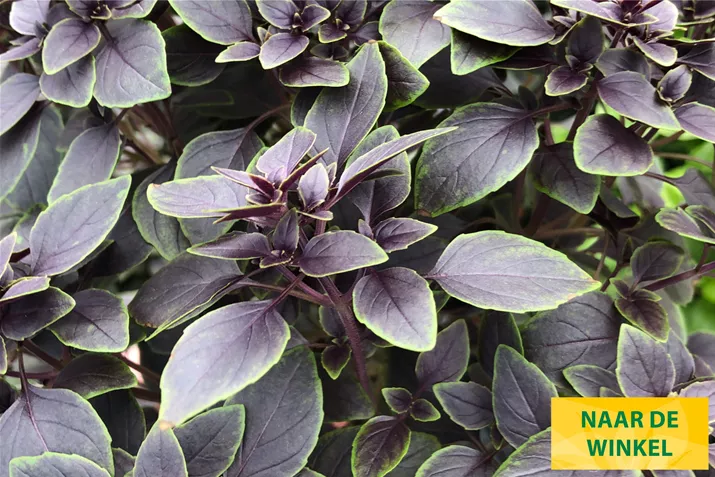 Basilicum-Blaadjes-Copa-Petite-Red-Green-Shades-Volmary.jpg Basilicum-Blaadjes-Copa-Petite-Red-Green-Shades-Volmary.jpg