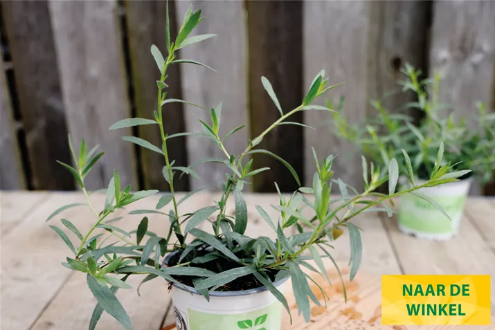 Franse-Dragon-Vienco-Volmary.jpg Franse-Dragon-Vienco-Volmary.jpg