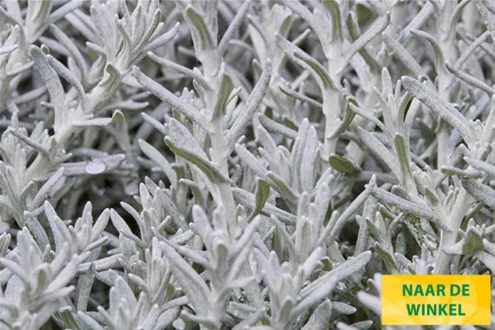 Kerriekruid-Tikka-Volmary.jpg Kerriekruid-Tikka-Volmary.jpg