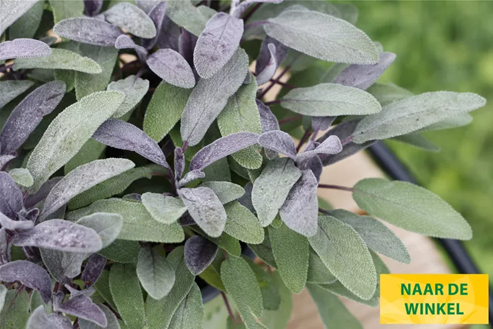 Salie-Mandala-Purpur-Volmary.jpg Salie-Mandala-Purpur-Volmary.jpg