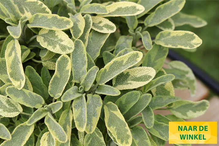 Salie-Mandala-Gold-Volmary.jpg Salie-Mandala-Gold-Volmary.jpg